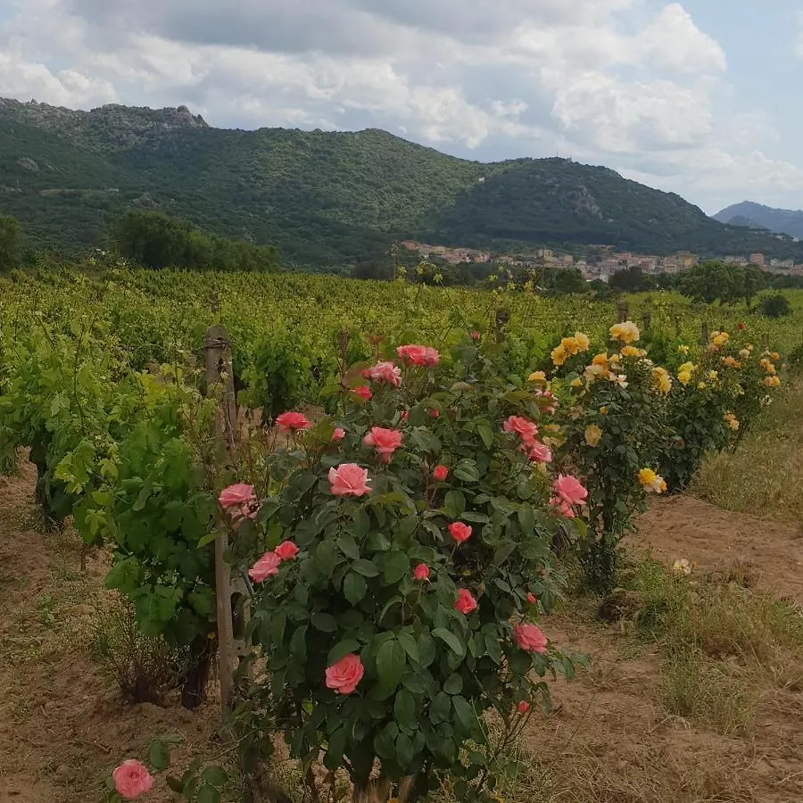 Κατάλυμα σε φάρμα Agriturismo Vermentino Monti Ιταλία